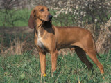 Smooth / Short-Haired Segugio Italiano Hound Portrait Photo by Adriano Bacchella