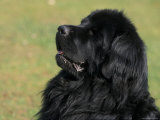 Black Newfoundland Looking Up Prints by Adriano Bacchella
