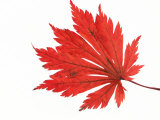Japanese Maple Leaf in Autumn Colours Photo by Petra Wegner