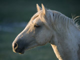 Wild Palomino Stallion, Head Profile, Pryor Mountains, Montana, USA Posters by Carol Walker