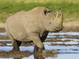 Black Rhinoceros, Walking in Water, Etosha National Park, Namibia Posters by Tony Heald