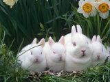 Family of Albino Netherland Dwarf Rabbits, USA Posters par Lynn M. Stone