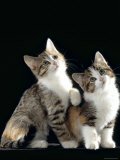 Domestic Cat, Two 8-Week Tabby Tortoiseshell and White Kittens Posters par Jane Burton