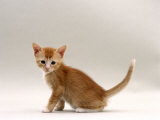 Domestic Cat, 6-Week Kitten Posters par Jane Burton