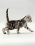 Domestic Cat, 3-Week, Silver Tabby Male Kitten Posters par Jane Burton