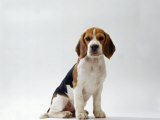 Beagle Puppy Affiches par Steimer 