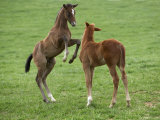 Two Thoroughbred Colt Foals, Playing, Virgina Posters by Carol Walker