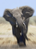 African Elephant, Charging Abstract, Etosha National Park, Namibia Prints by Tony Heald