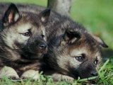 Norwegian Elkhound Puppies Lying in Grass Prints by Adriano Bacchella