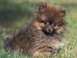 Pomeranian Puppy on Grass Posters by Adriano Bacchella