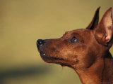 Miniature Pinscher Looking Up Posters by Adriano Bacchella