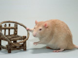 Red Domestic Rat Affiches par De Meester