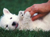 West Highland Terrier / Westie Puppy Being Petted Prints by Adriano Bacchella