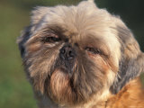 Shih Tzu Puppy Portrait Print by Adriano Bacchella