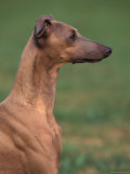 Fawn Whippet Profile Posters by Adriano Bacchella