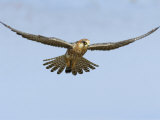 Female Red Footed Falcon (Western), Hovering in Flight, Etosha National Park, Namibia Láminas por Tony Heald Female Red Footed Falcon (Western), Hovering in Flight, Etosha National Park, Namibia Láminas por Tony Heald