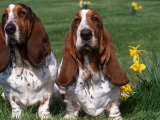 Two Basset Hounds, Domestic Dog,Amongst Daffodils, USA Prints by Lynn M. Stone