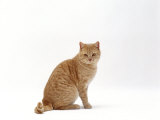 Domestic Cat, Cream British Shorthair Male Sitting Photographie par Jane Burton