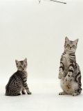 Domestic Cat, British Shorthair Poster par Jane Burton