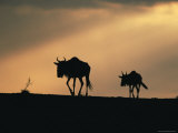 Two Wildebeest, at Sunset, Kenya Fotografía por Terry Andrewartha Two Wildebeest, at Sunset, Kenya Fotografía por Terry Andrewartha