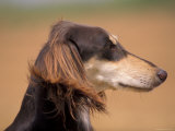 Saluki Profile Photo by Adriano Bacchella