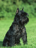 Black Miniature Schnauzer Photo by Petra Wegner