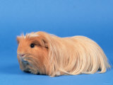 Buff American Crested Coronet Guinea Pig Posters by Petra Wegner