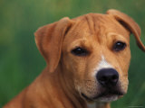 Pit Bull Terrier Puppy Portrait Poster von Adriano Bacchella