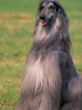 Grey Afghan Hound Sitting Posters by Adriano Bacchella