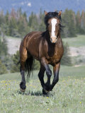 Wild Horse, Bay Stallion Cantering Portrait, Pryor Mountains, Montana, USA Poster by Carol Walker