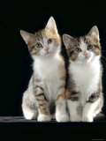Domestic Cat, Two 8-Week Tabby Tortoiseshell and White Kittens Poster par Jane Burton