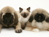 Pekingese and English Mastiff Puppies with Birman-Cross Kitten Photographie par Jane Burton