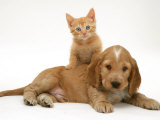 Ginger Kitten Climbing Ontop of Golden Cocker Spaniel Puppy Foto von Jane Burton