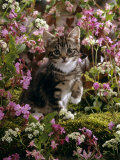 Domestic Cat, 8-Week, Tabby Among Red Campion and Hedge Parsley Poster par Jane Burton