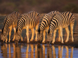 Four Common Zebra, Drinking at Water Hole, Etosha National Park, Namibia Poster par Tony Heald