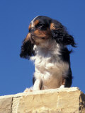 King Charles Cavalier Spaniel Adult Portrait on Wall Posters by Adriano Bacchella