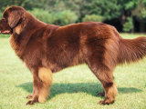 Brown Newfoundland Standing in Show Stack / Pose Pósters por Adriano Bacchella