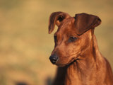 Miniature Pinscher Portrait Prints by Adriano Bacchella