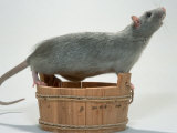 Blue Domestic Rat Posters by De Meester