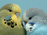 Budgerigar Pair Courting Photo by Petra Wegner