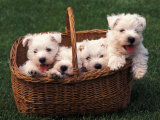 Domestic Dogs, Four West Highland Terrier / Westie Puppies in a Basket Photo by Adriano Bacchella