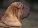 Shar Pei Puppy Profile Láminas por Adriano Bacchella Shar Pei Puppy Profile Láminas por Adriano Bacchella