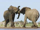 African Elephant, Bulls Fighting at Waterhole, Zebra in Background, Etosha National Park, Namibia Photographie par Tony Heald
