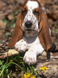 Basset Hound Puppy, USA Prints by Lynn M. Stone