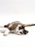 Domestic Cat, 5-Month, Chocolate Tortoiseshell Lying Down Posters par Jane Burton