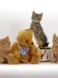 Domestic Cat, Two Ginger Kittens and a Tabby with Ginger Teddy Bear Prints by Jane Burton