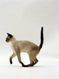 Domestic Cat, Seal Point Siamese Juvenile Running Profile Kunstdrucke von Jane Burton