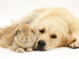 Sandy Lop Rabbit Resting with Golden Retriever Bitch Láminas por Jane Burton
