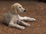 Young Saluki Puppy Lying Down Posters by Adriano Bacchella