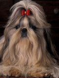 Shih Tzu Portrait with Hair Tied Up, Showing Length of Facial Hair Posters by Adriano Bacchella